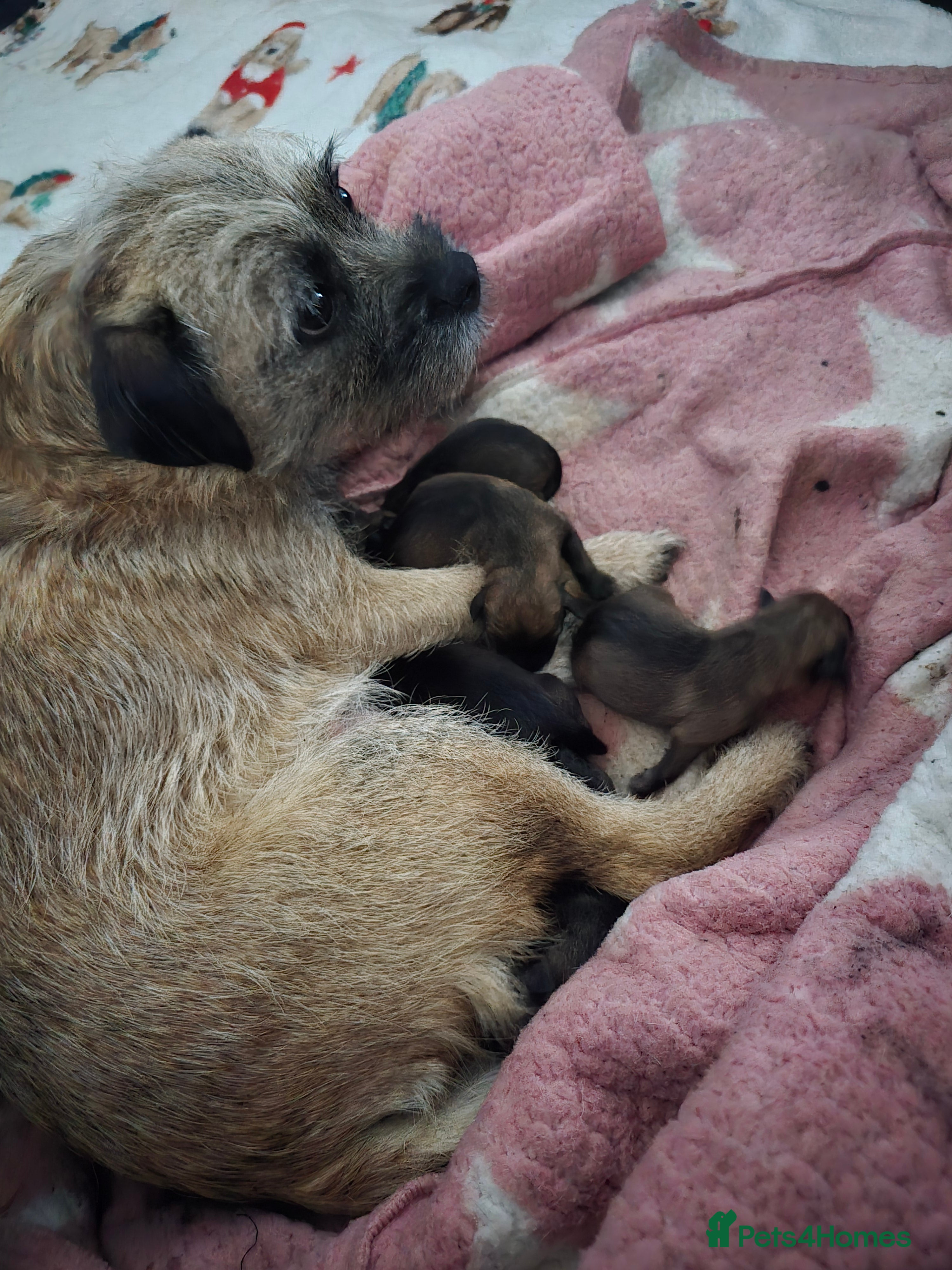 Border Terrier dogs Border terrier puppies  - Advert 7