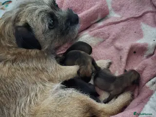 Border Terrier dogs Border terrier puppies - Advert 7