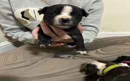 Mixed Breed dogs for sale: Staffordshire bull terrier  - Image 1
