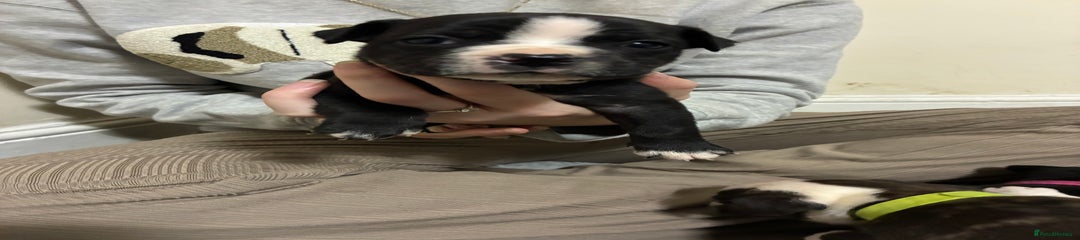 Mixed Breed Puppy 2
