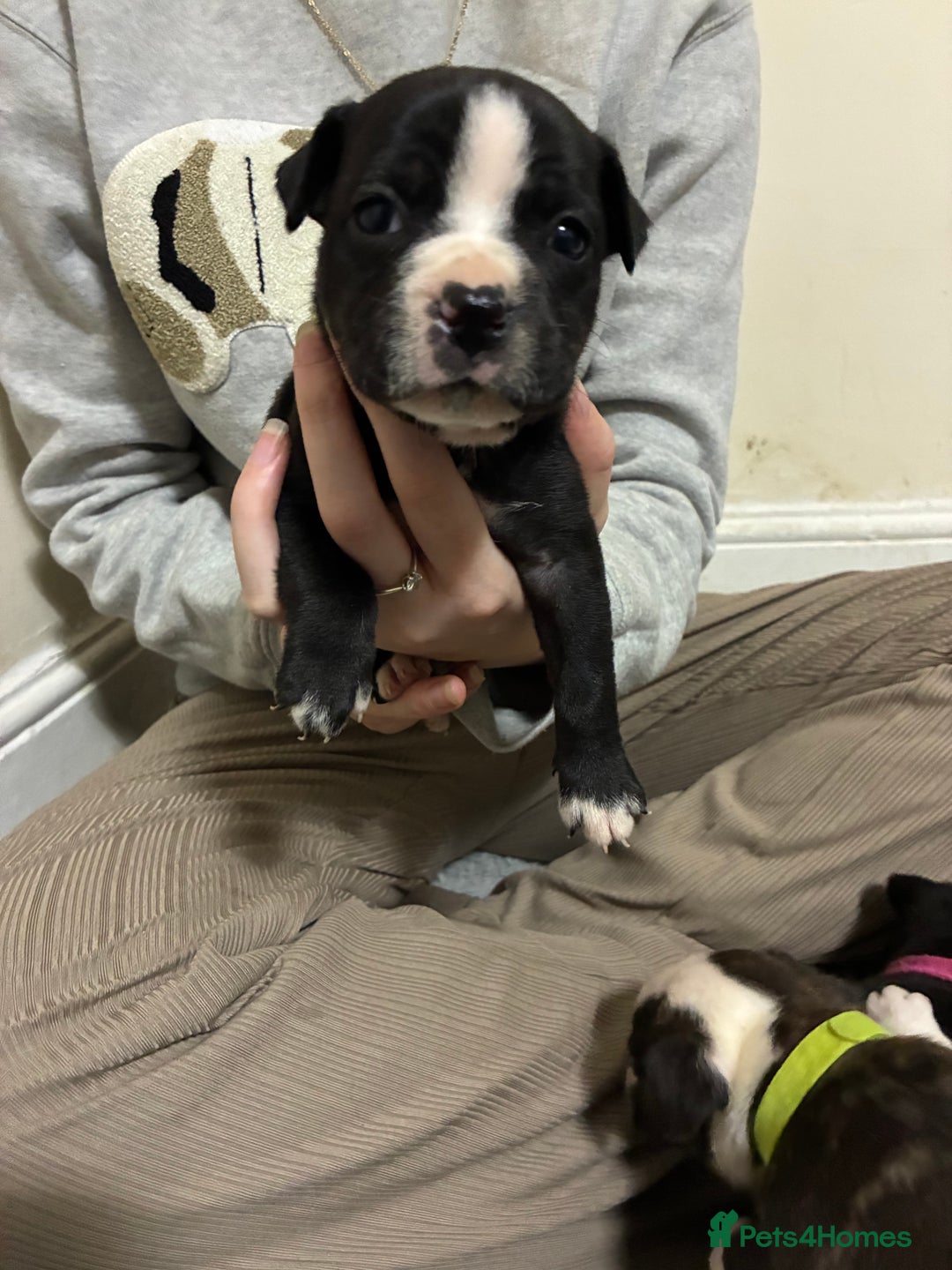 Mixed Breed dogs for sale: Staffordshire bull terrier  - Image 1
