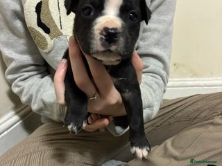 Mixed Breed dogs - Advert 21