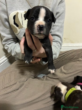 Mixed Breed dogs - Advert 13