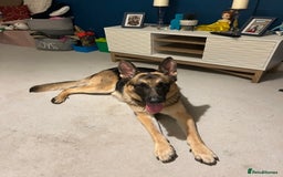 German Shepherd dogs for sale: German Shepherd Boy  - Image 1