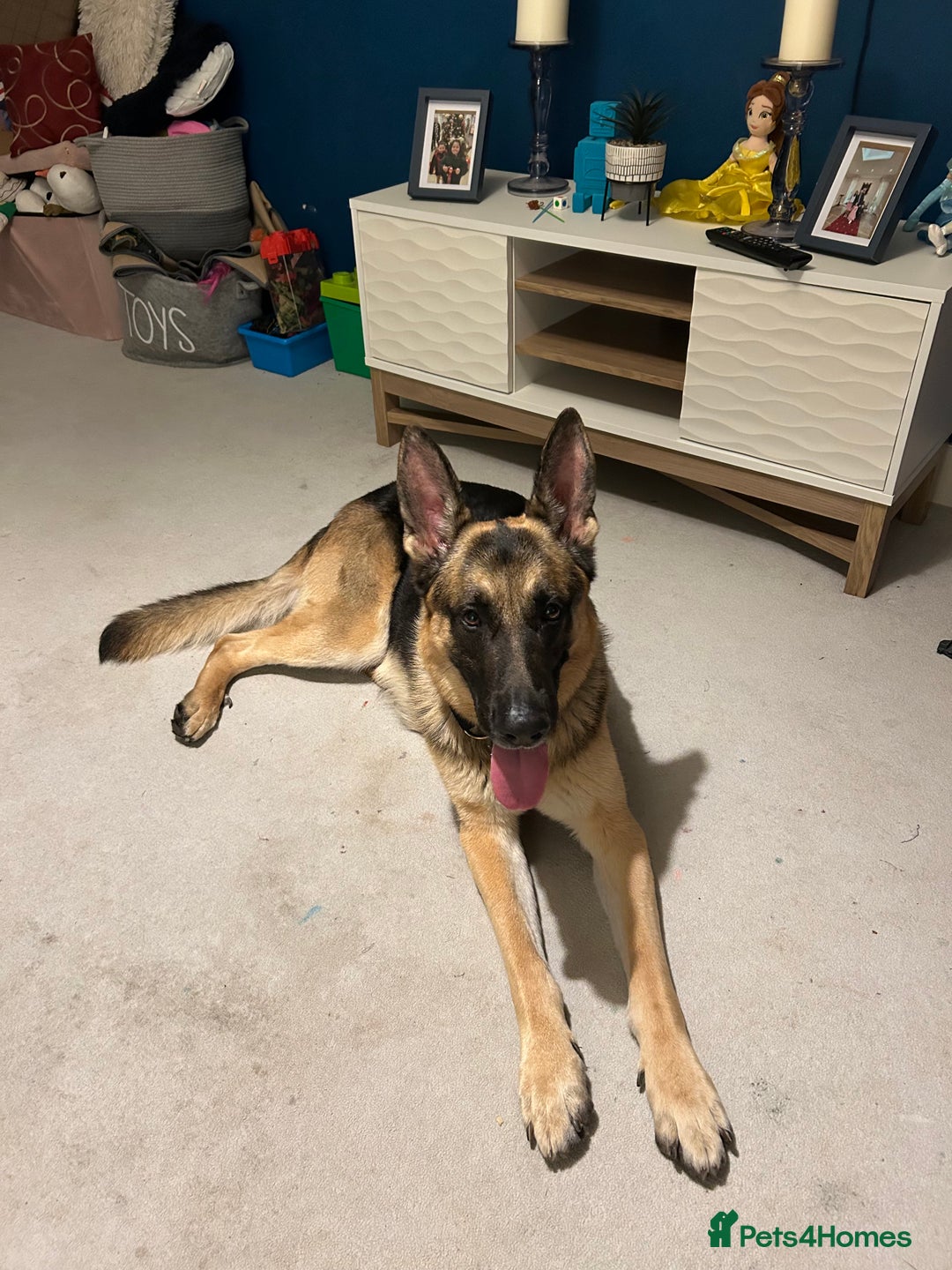 German Shepherd dogs for sale: German Shepherd Boy  - Image 1
