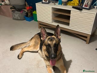 German Shepherd dogs German Shepherd Boy - Advert 16