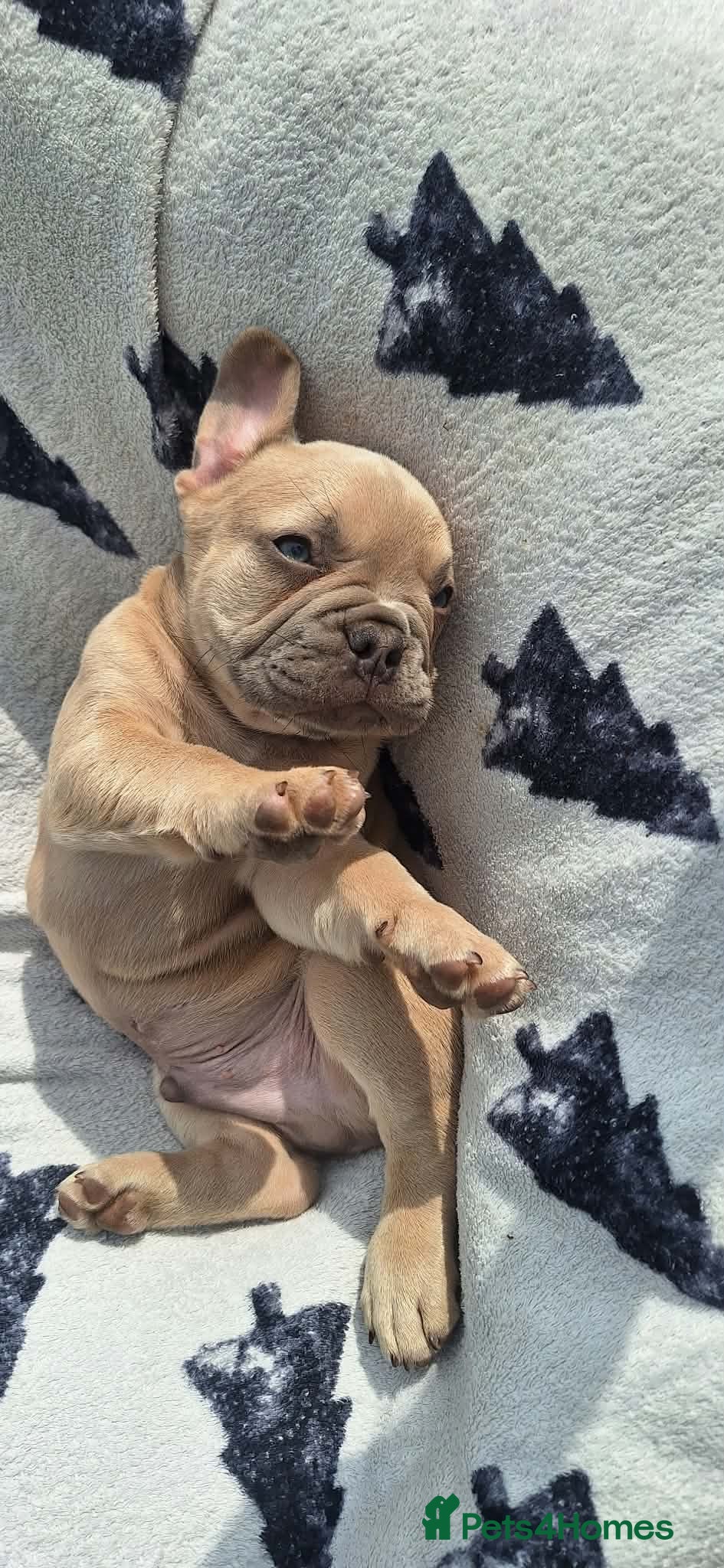 French Bulldog dogs French Bulldog PuppiesReady for Their Forever home - Advert 21