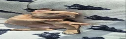 French Bulldog dogs for sale: French Bulldog PuppiesReady for Their Forever home - Advert 1