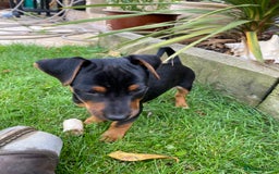Jack Russell dogs for sale: Jack Russell terrier puppies - Image 3
