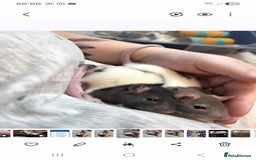 Rat rodents for sale: 2 male rats 1yr old with cage and accessories  - Image 4