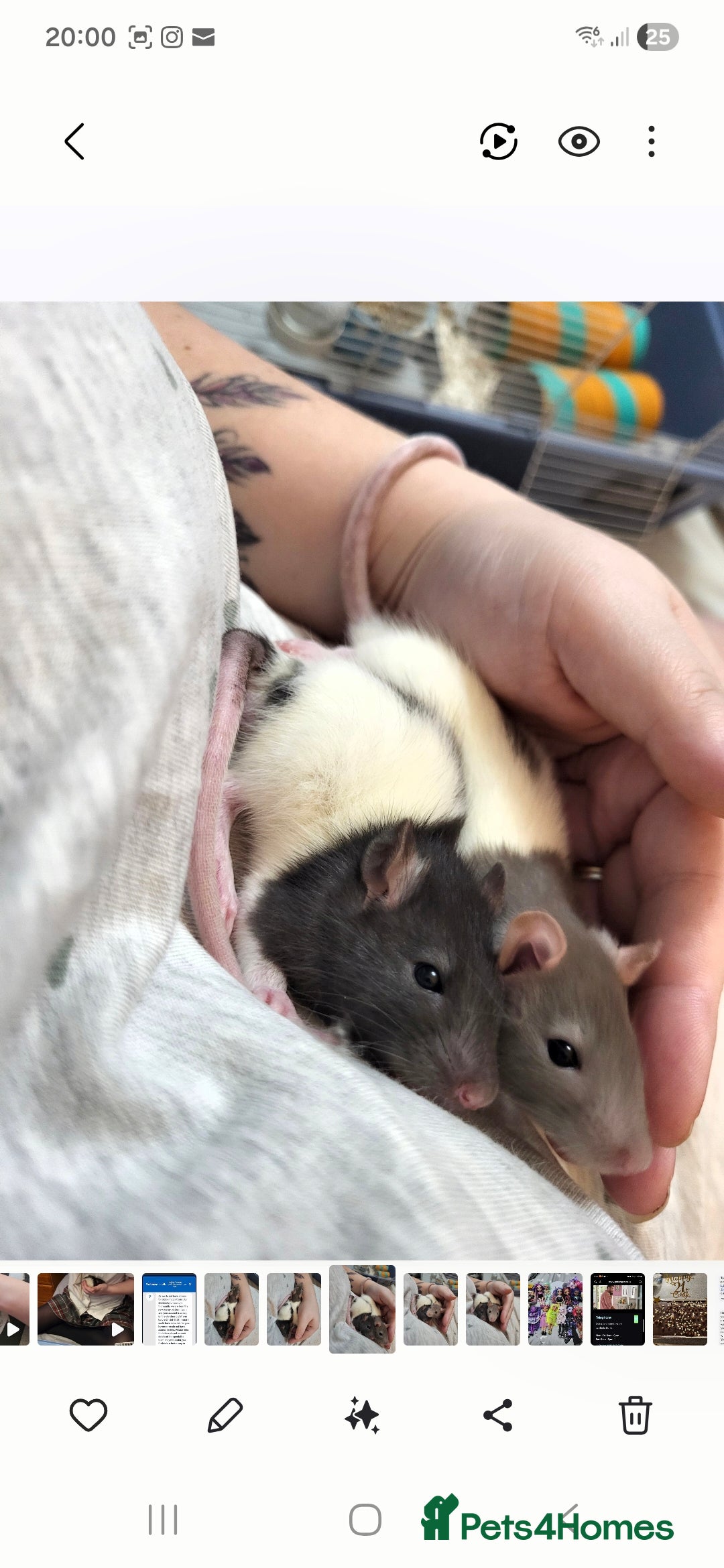 Rat rodents for sale: 2 male rats 1yr old with cage and accessories  - Image 4