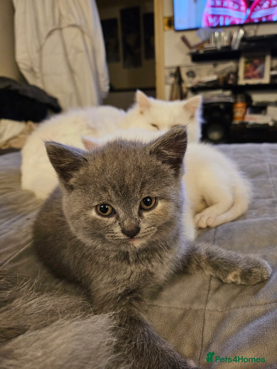 British Longhair cats for sale: BLH and BSH - Advert 22