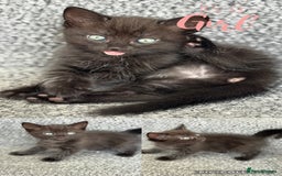 Mixed Breed cats for sale: 3 lovely kittens  - Image 11