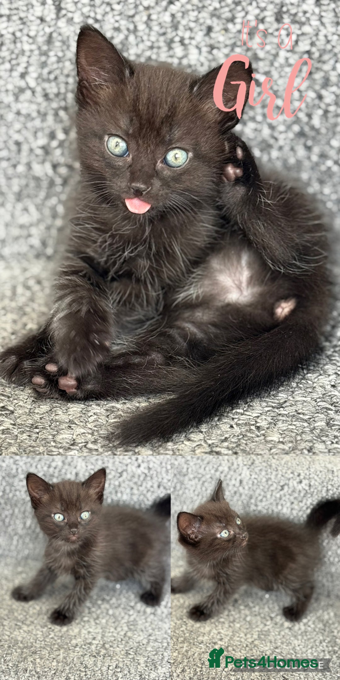 Mixed Breed cats for sale: 3 lovely kittens  - Image 11