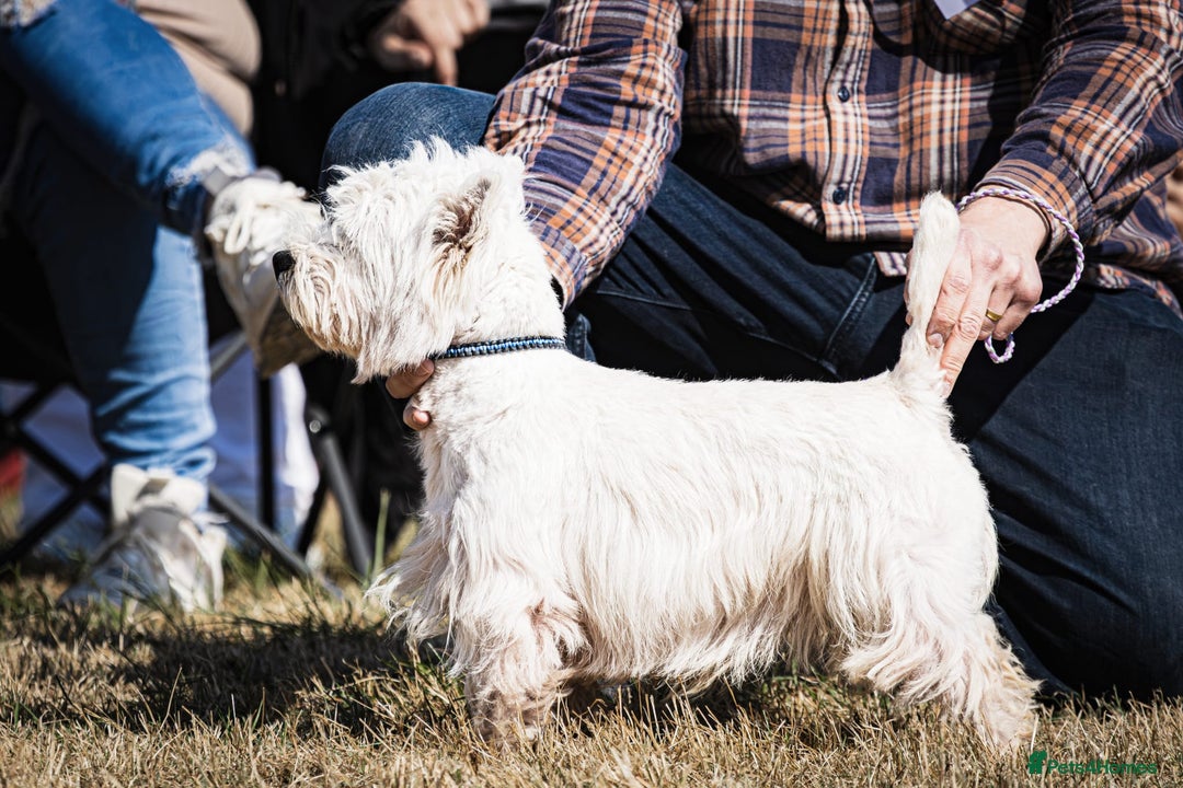 West Highland Terrier dogs for sale: KC Reg Quality West Highland Terrier Puppies  - Image 15