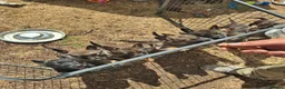 German Shepherd dogs for sale: Fully Health Tested KC Registered Working Line - Advert 14
