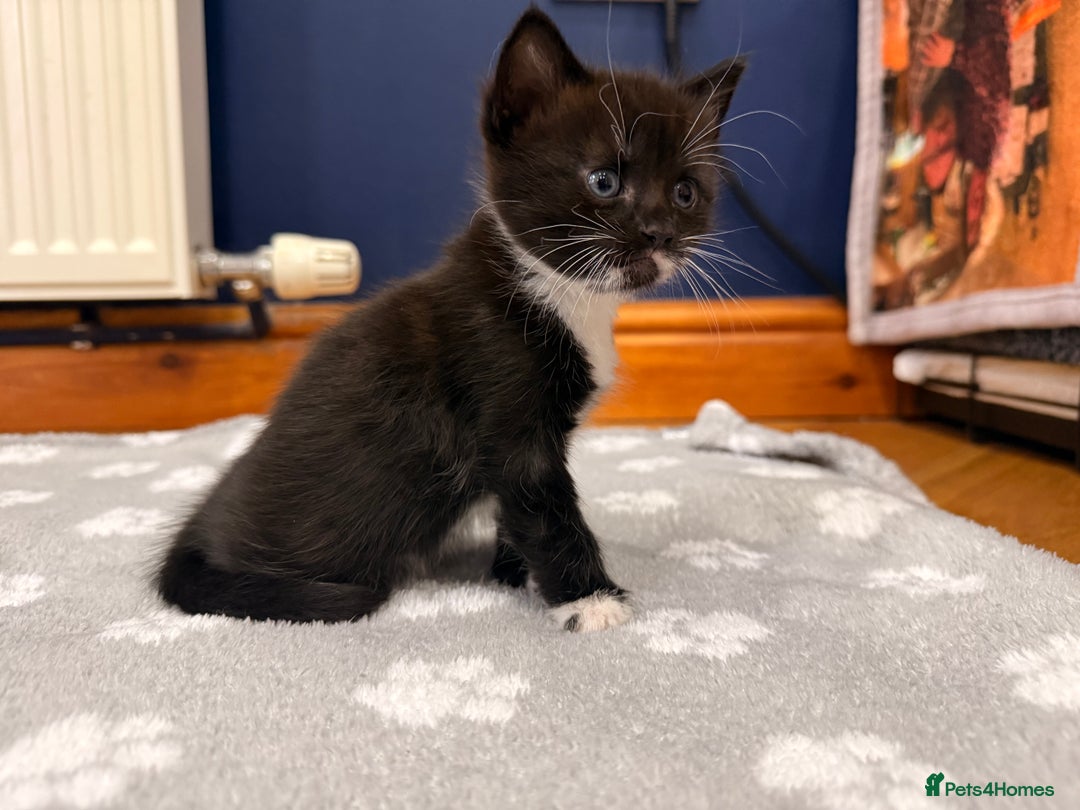 Mixed Breed cats for sale: 4 Kittens for Sale in Cam & Dursley - Advert 3