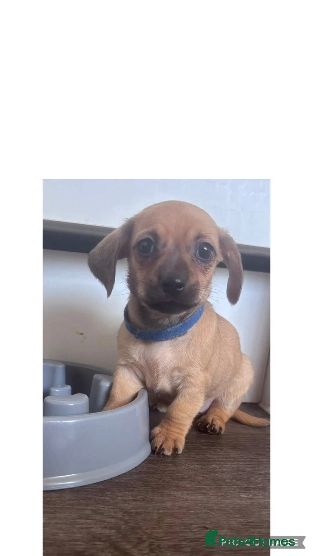 Chiweenie dogs for sale: Chiweenie puppies for sale   - Advert 1