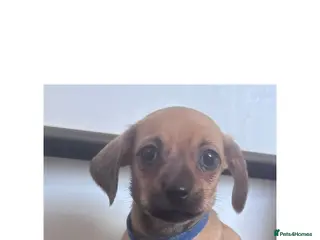 Chiweenie dogs Chiweenie puppies for sale - Advert 11