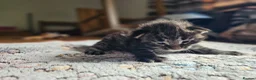Maine Coon cats for sale: 4 gorgeous Maine coon X kittens - Advert 13