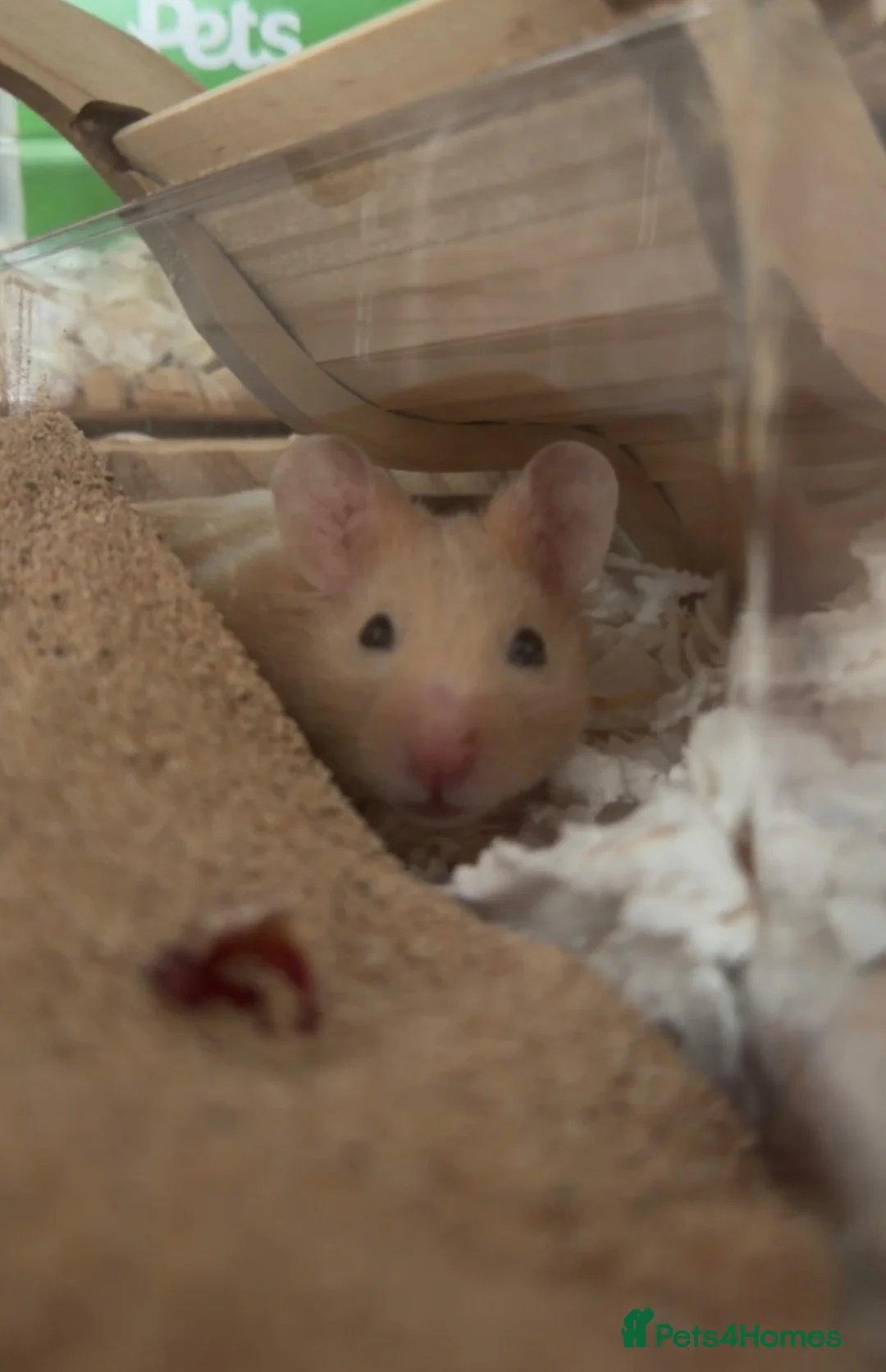 Hamster rodents for sale: Male Syrian Hamster🐹 in Tilbury - Advert 4