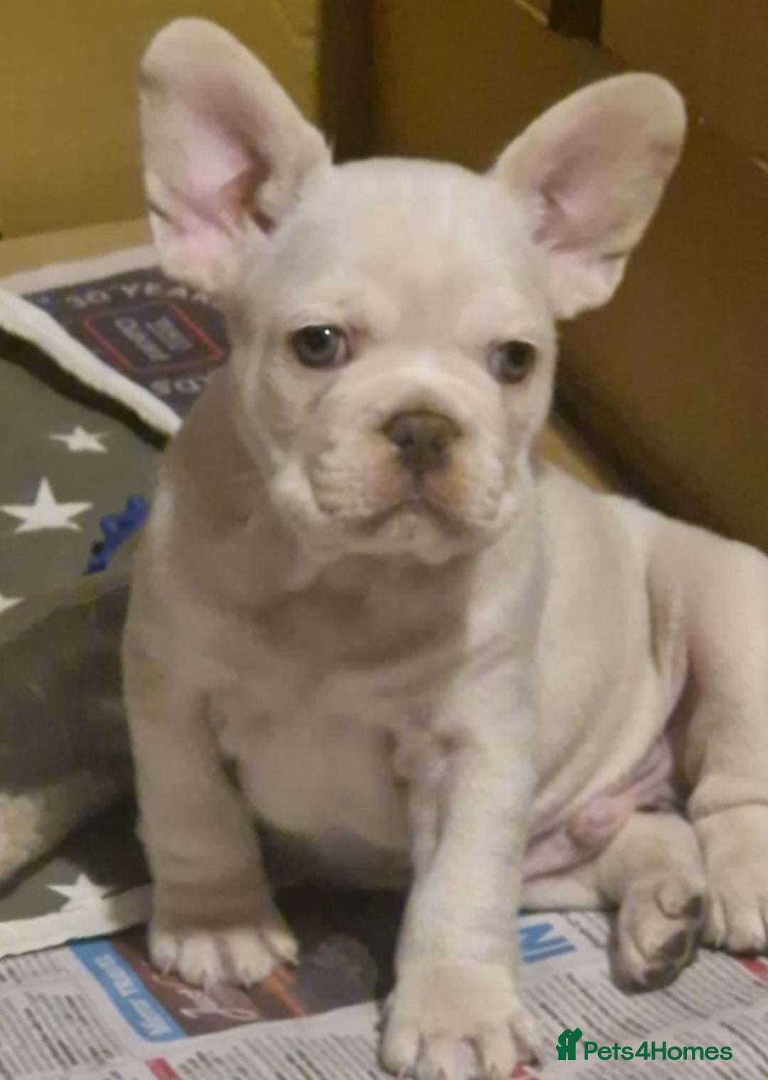 French Bulldog dogs for sale: French bulldog puppies ready to go - Image 2