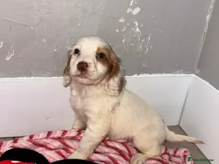 Cocker Spaniel dogs Cocker spaniel puppies - Advert 5