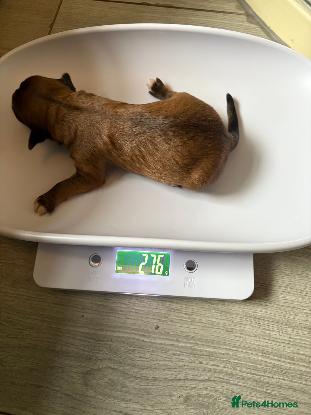 Mixed Breed dogs for sale: Cavachon x Chihuahua / healthy pups - Advert 10