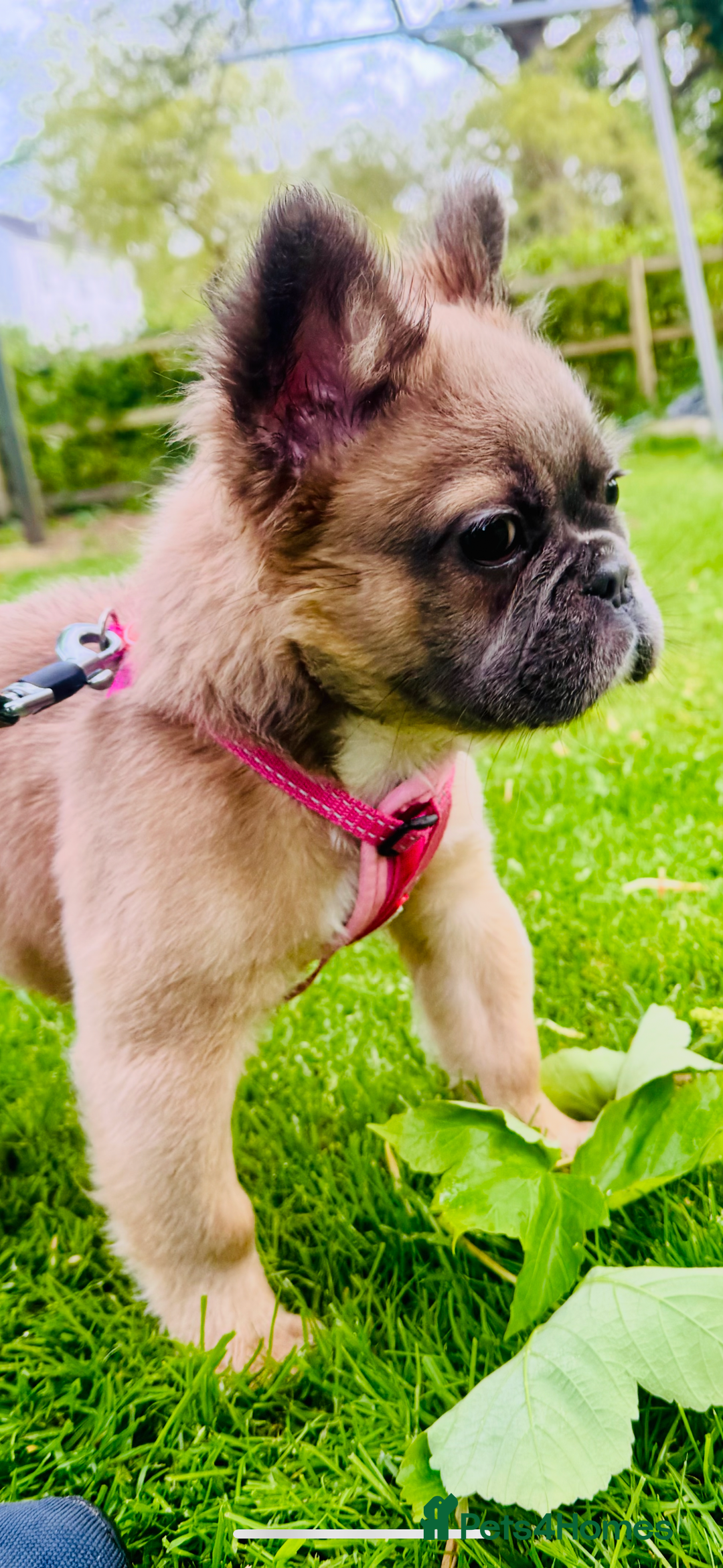 French Bulldog dogs for sale: FULL FLUFFY KC REG FRENCH BULLDOGS–MOTHER & SON  - Advert 2