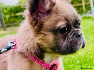 French Bulldog dogs (PENDING)FULL FLUFFY KC REG FRENCH BULLDOG (BOY) - Advert 2