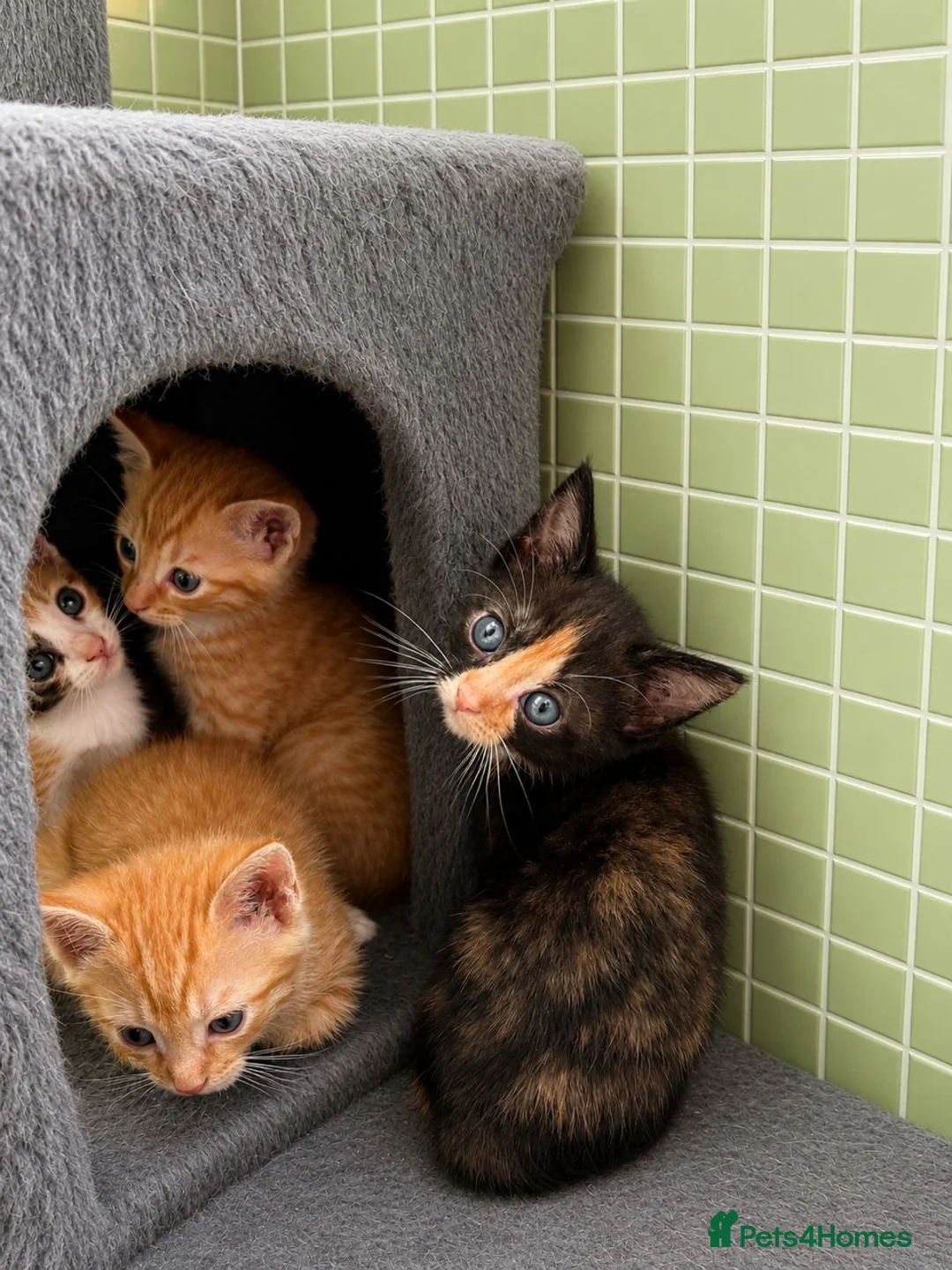 Mixed Breed cats for sale: Rare female ginger, & calico kittens - Advert 2