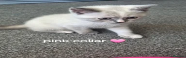 Pink collar