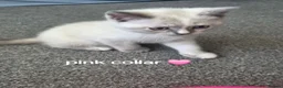 British Shorthair cats for sale: British short hair colour point - Advert 3