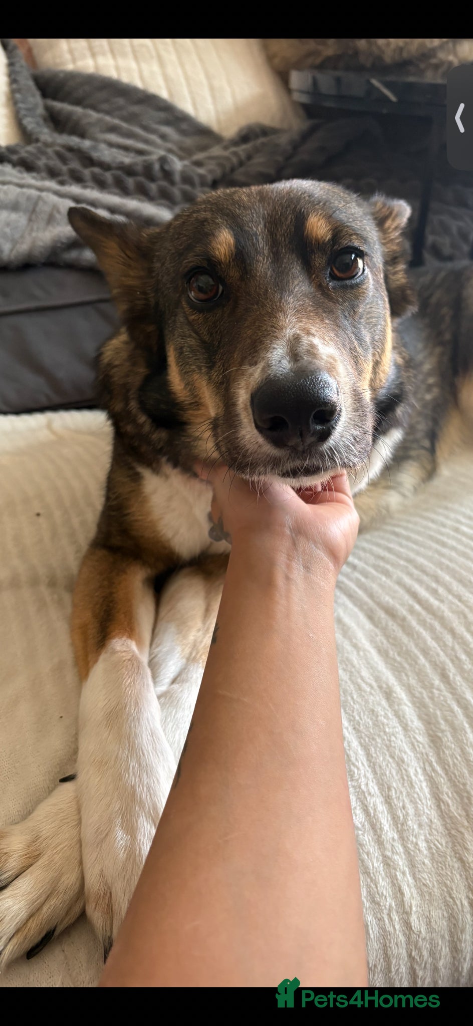 Mixed Breed dogs for sale: German shepherd Border collie cross - Advert 3