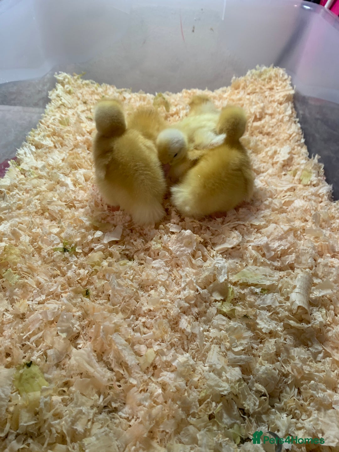 Canaries birds for sale: Pekin ducklings  - Image 6