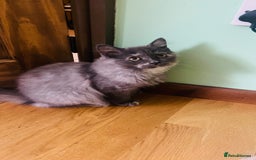 Scottish Fold cats for sale: Beautiful boy and girl looking for forever home ❤️ in Derby - Image 9