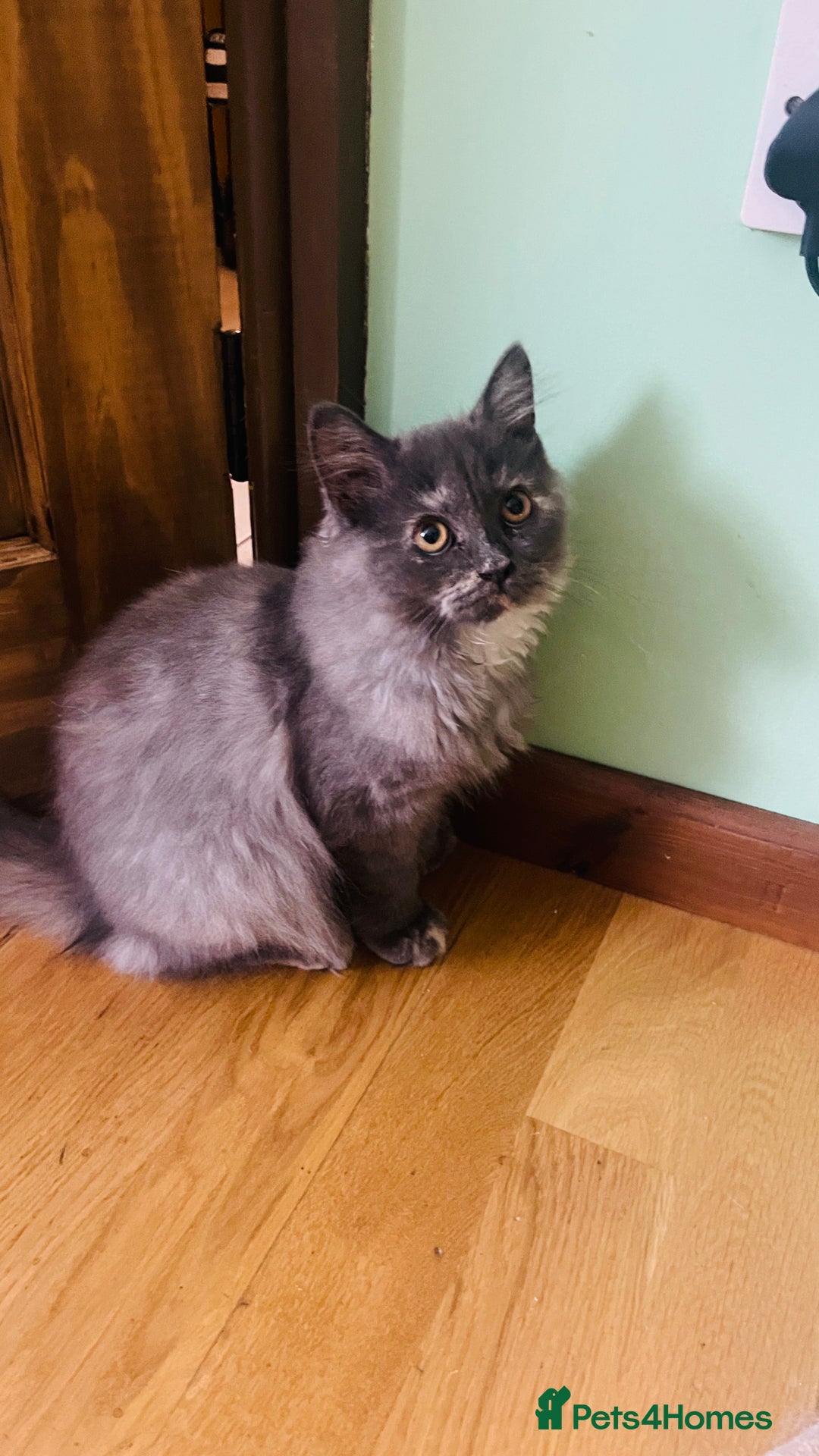 Scottish Fold cats for sale: Beautiful boy and girl looking for forever home ❤️ in Derby - Image 9