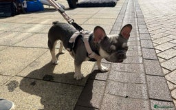 French Bulldog dogs for adoption: Nala needs a loving home  - Image 3
