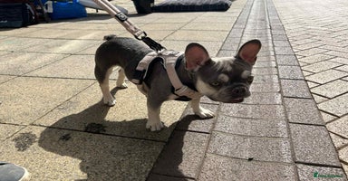 French Bulldog dogs - Advert 6