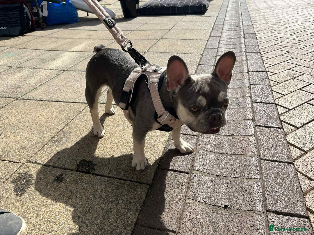 French Bulldog dogs for adoption: Nala needs a loving home  - Image 3