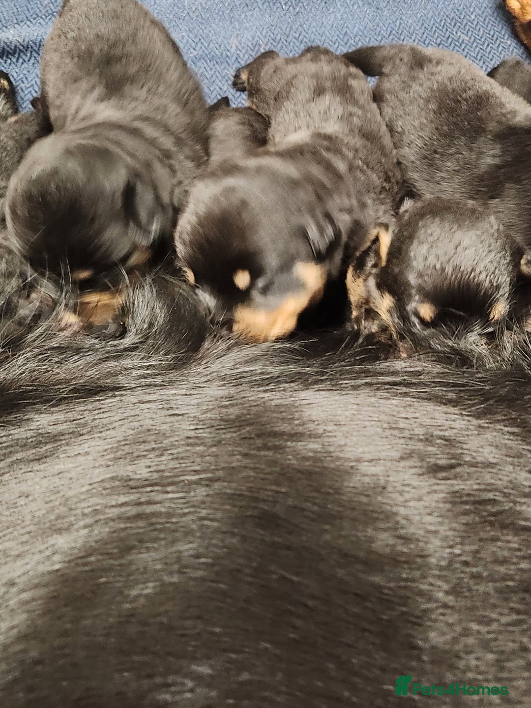Rottweiler dogs for sale: Pedigree Rottweiler pups - Image 3