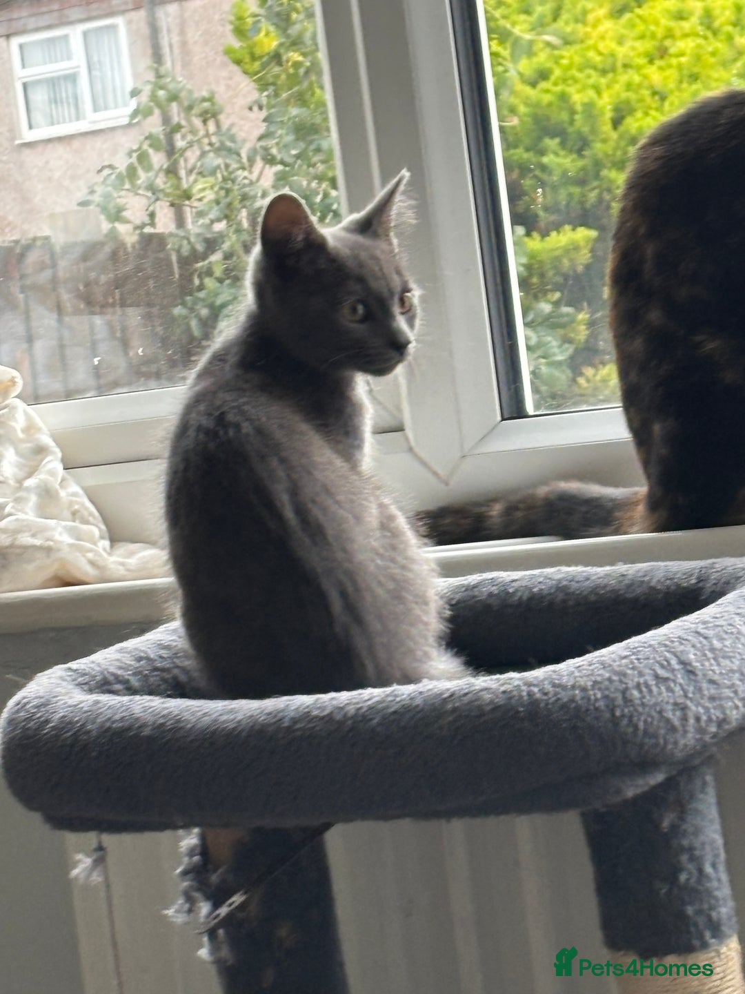 Mixed Breed cats for sale: Kittens  - Image 16