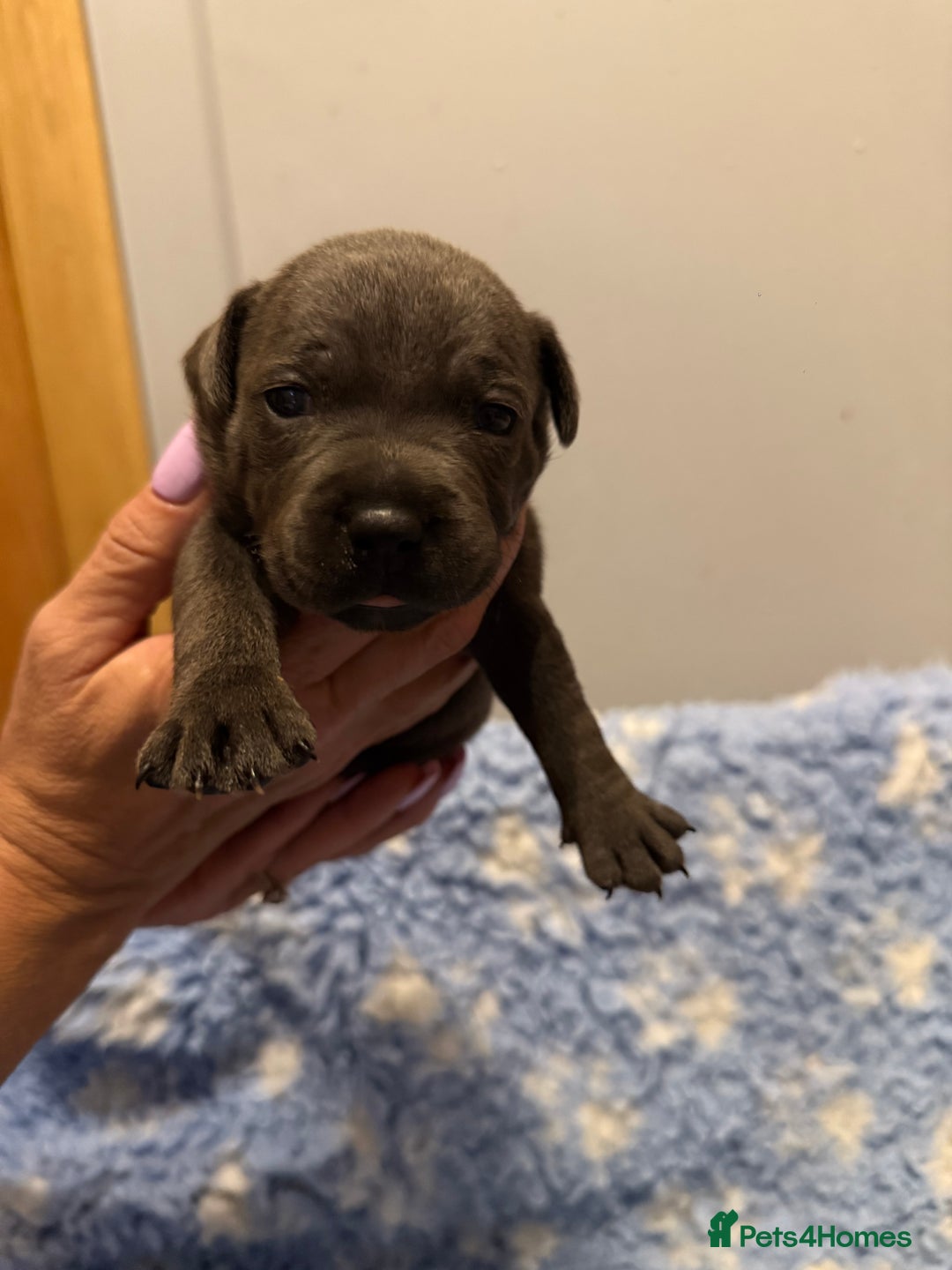 Staffordshire Bull Terrier dogs for sale: CHUNKY BLUE STAFFY PUPS - Advert 3