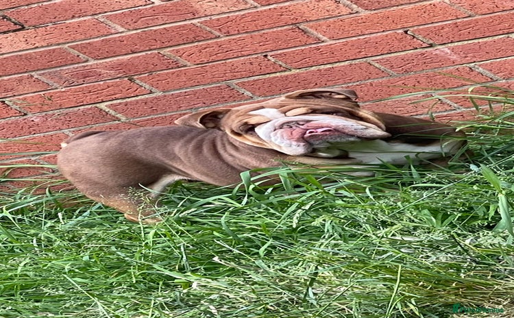 English Bulldog dogs - Advert 3