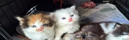 Mixed Breed cats for sale: Beautiful kittens  - Advert 2