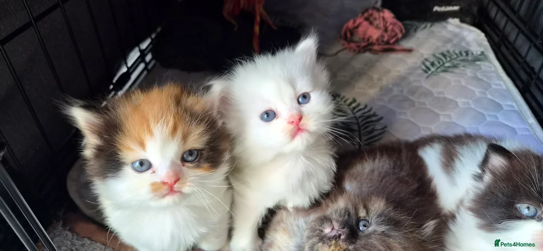 Mixed Breed cats for sale: Beautiful kittens  - Advert 2