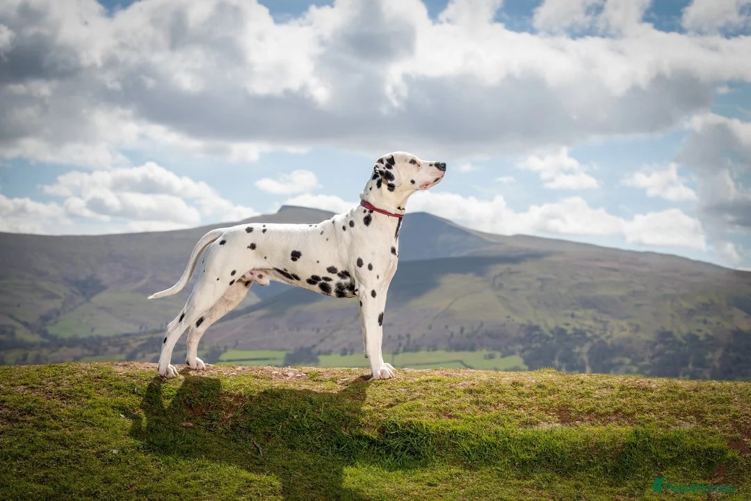 Dalmatian dogs for stud: CRUFTS QUALIFIED FOR LIFE HEALTH TESTED in Aberdare - Advert 10