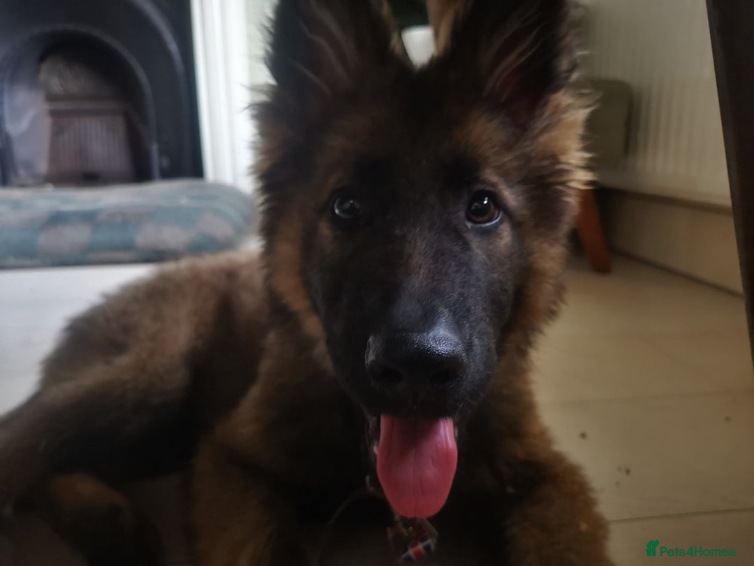 German Shepherd dogs for sale: TOP WORKING BLOODLINES LITTER  in Scunthorpe - Image 25
