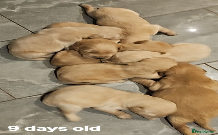 Golden Retriever dogs - Advert 16
