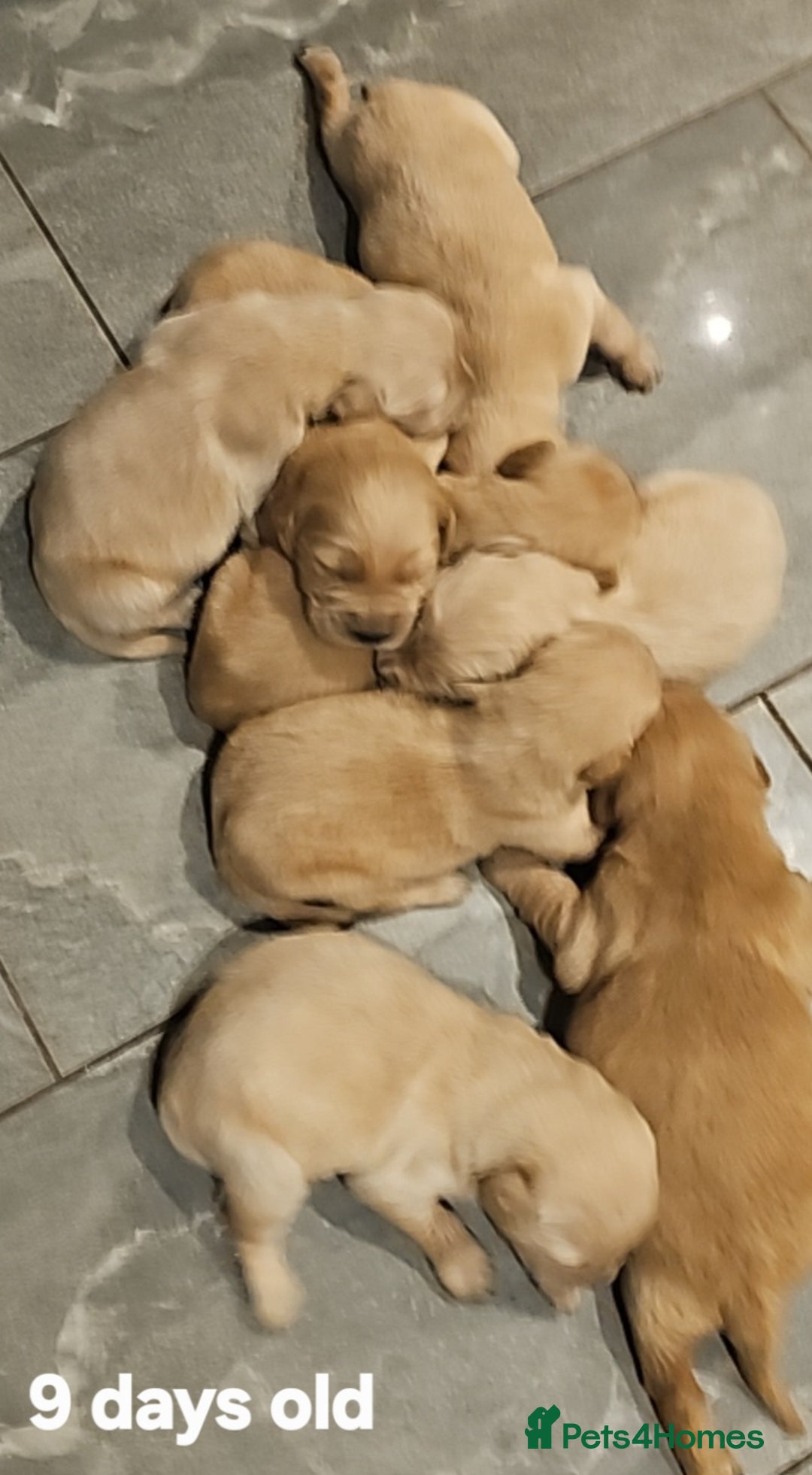 Golden Retriever dogs for sale: KC registered pedigree Golden Retriever pups - Image 1